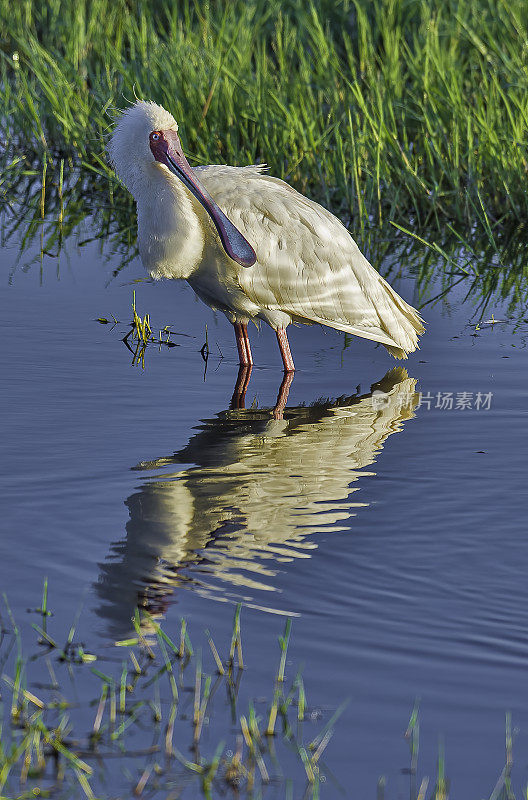 非洲琵鹭(Platalea alba)是鹮科和琵鹭科的一种长腿涉禽。纳库鲁湖国家公园，肯尼亚。